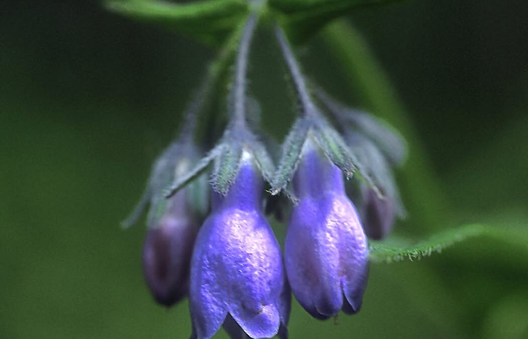 Chiming Bells Alaskan Flower Essence